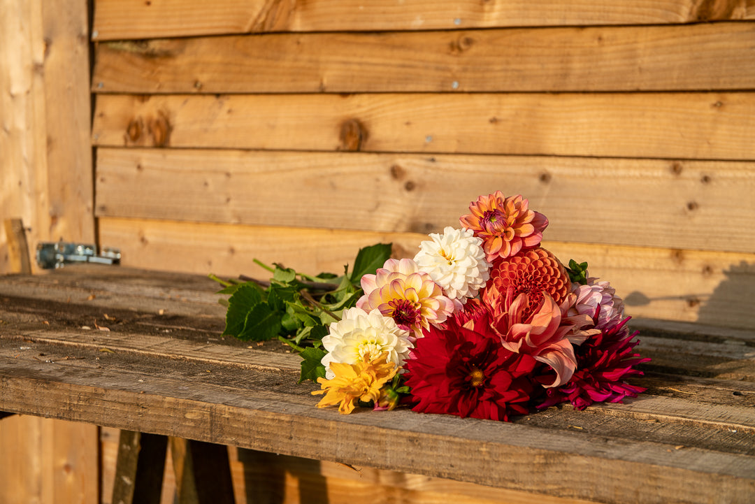 Dahlia selection
