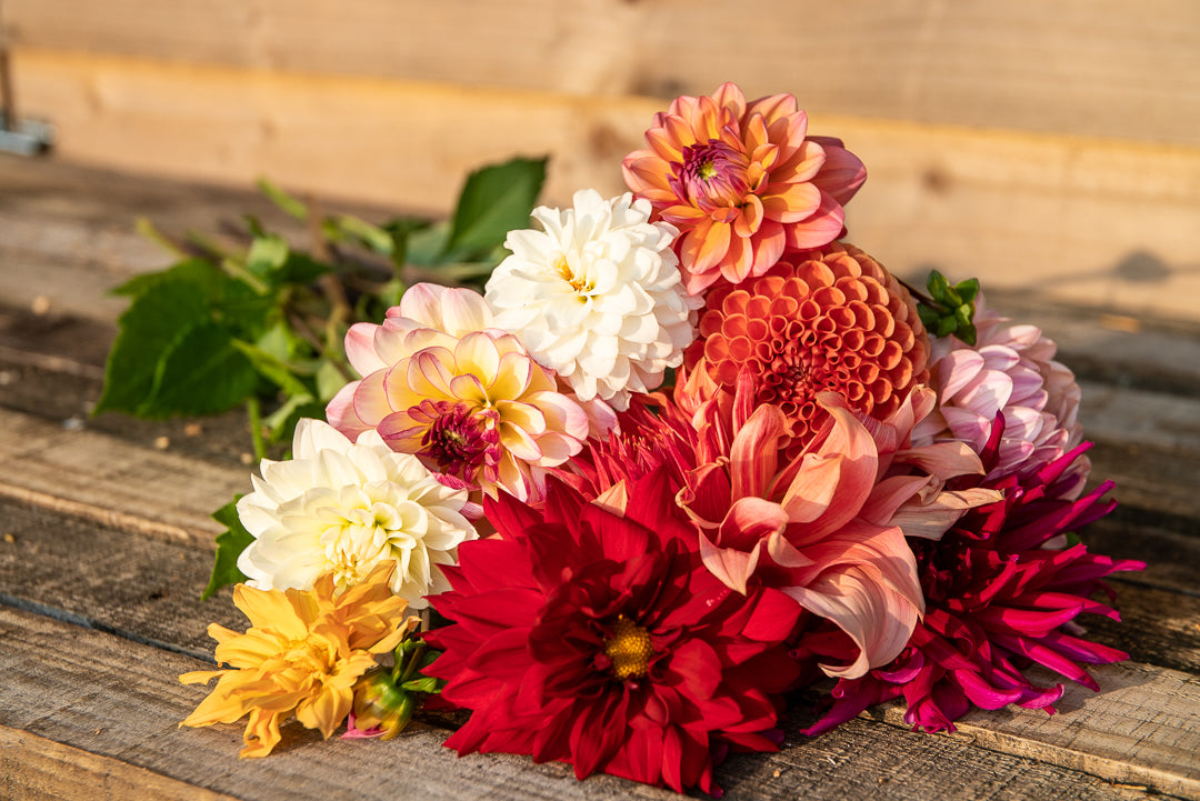 Dahlia selection
