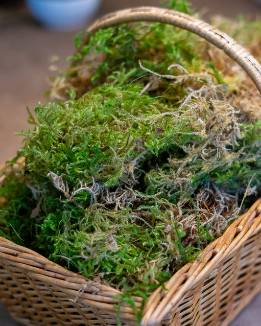 Natural fresh Welsh Moss