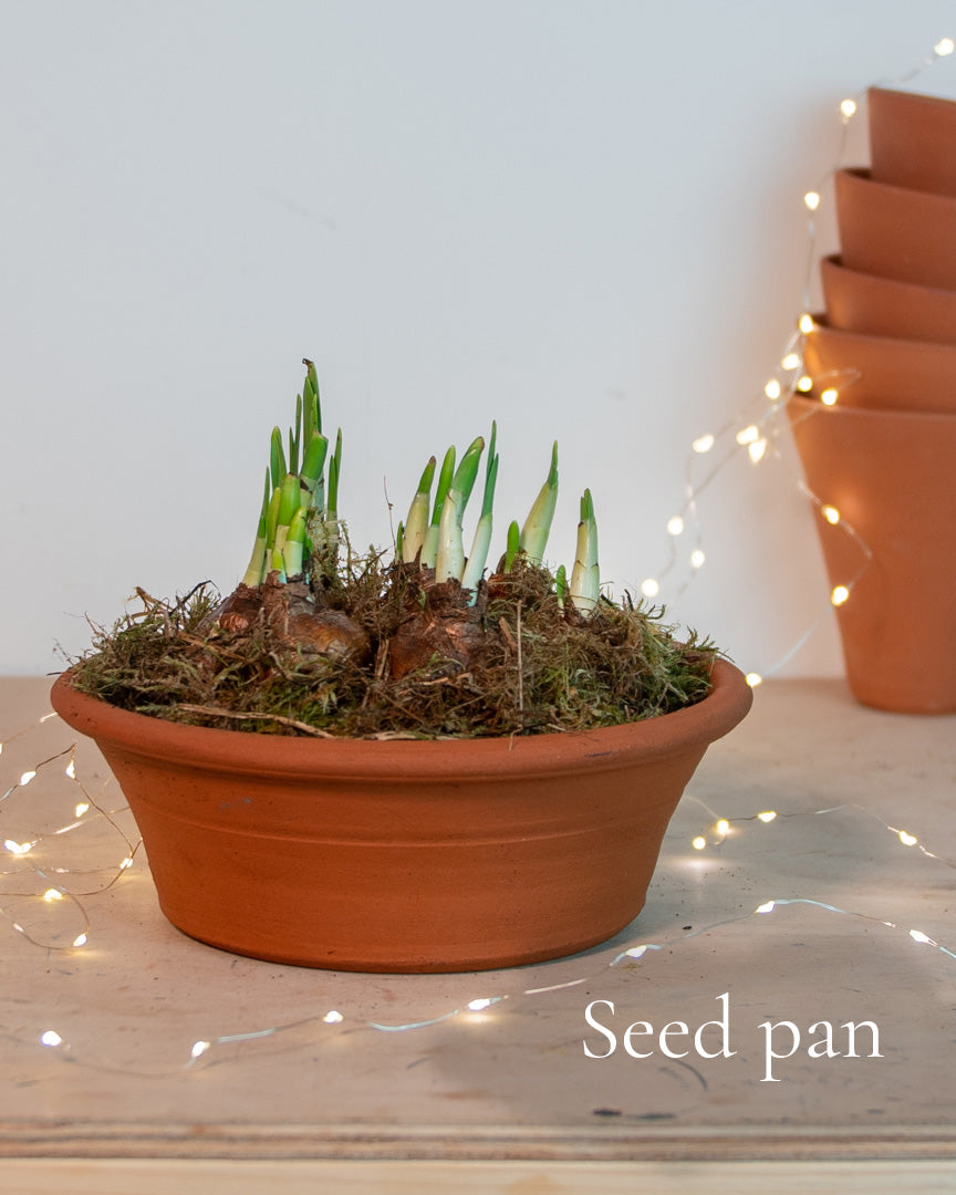 Paperwhites in a terracotta pot