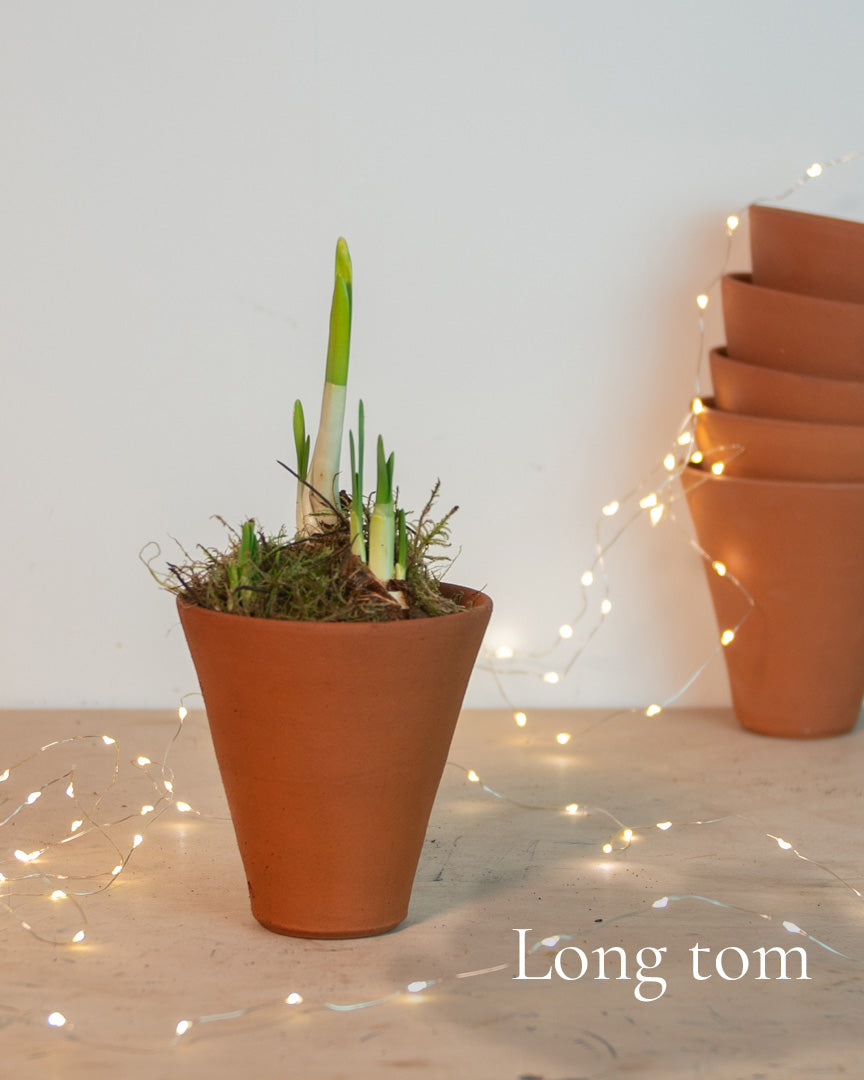 Paperwhites in a terracotta pot
