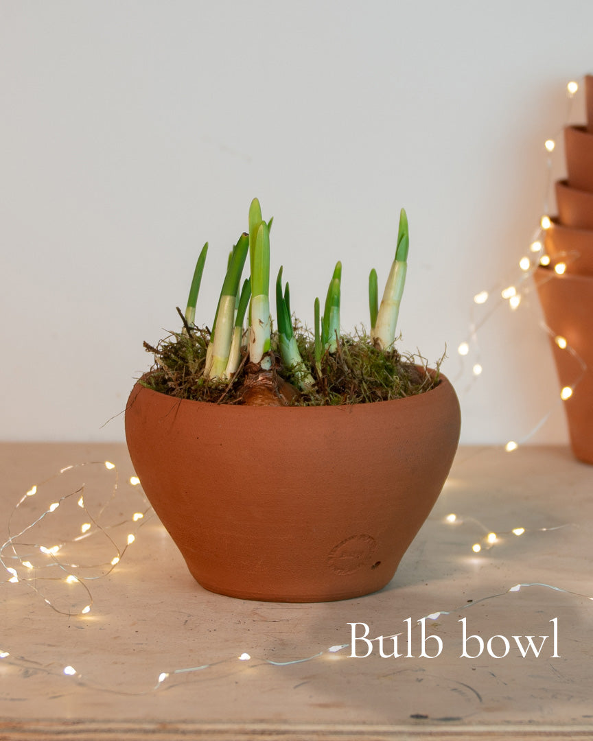 Paperwhites in a terracotta pot