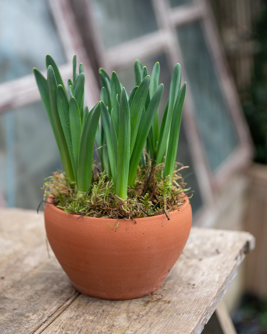 Paperwhites in a terracotta pot