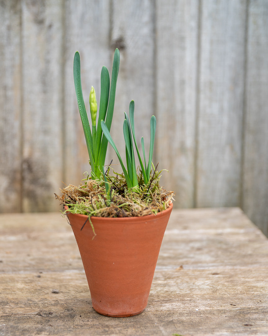 Paperwhites in a terracotta pot