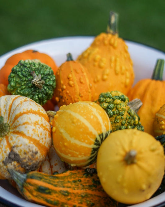 Decorative Pumpkins and Gourds