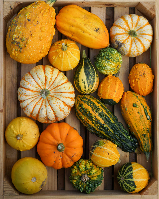 Decorative Pumpkins and Gourds