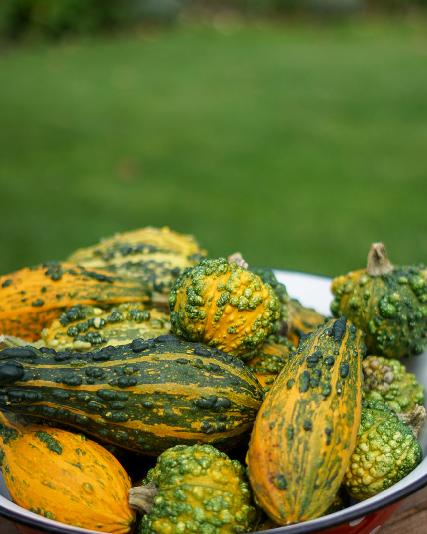Decorative Pumpkins and Gourds