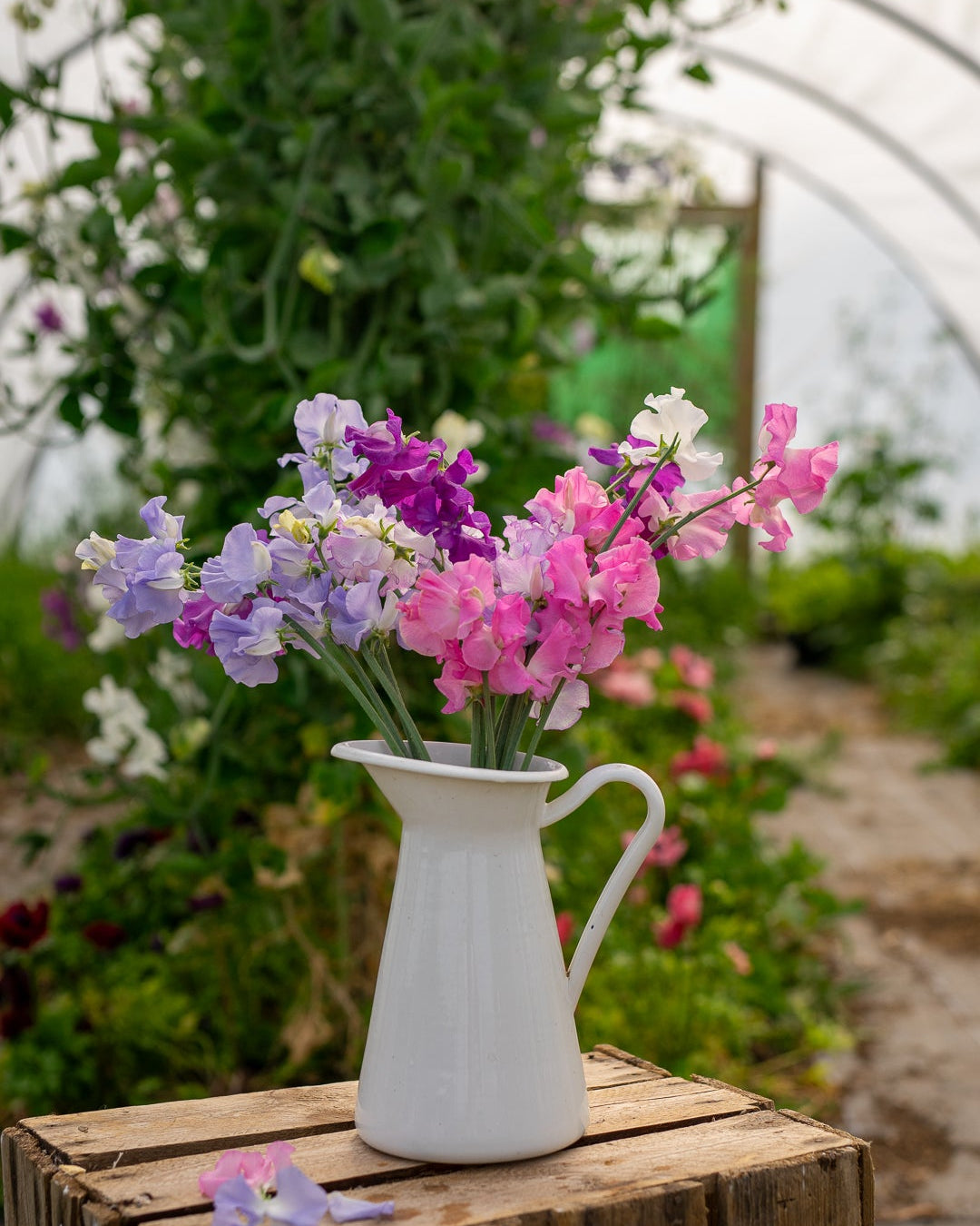 Field grown Sweet peas
