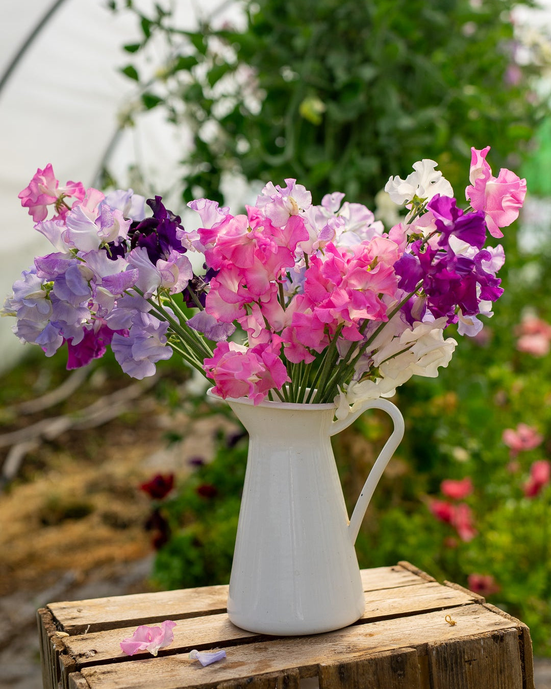 Field grown Sweet peas
