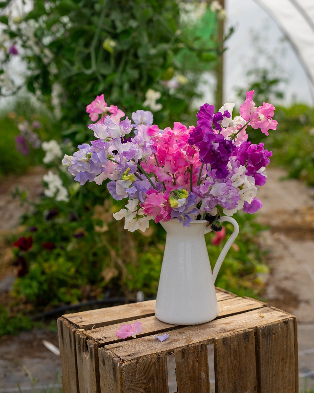 Field grown Sweet peas