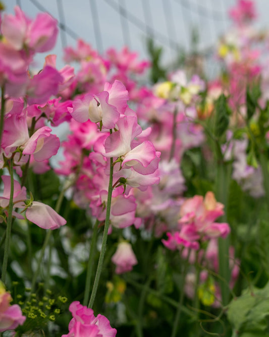 Field grown Sweet peas