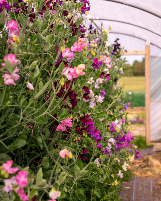 Field grown Sweet peas
