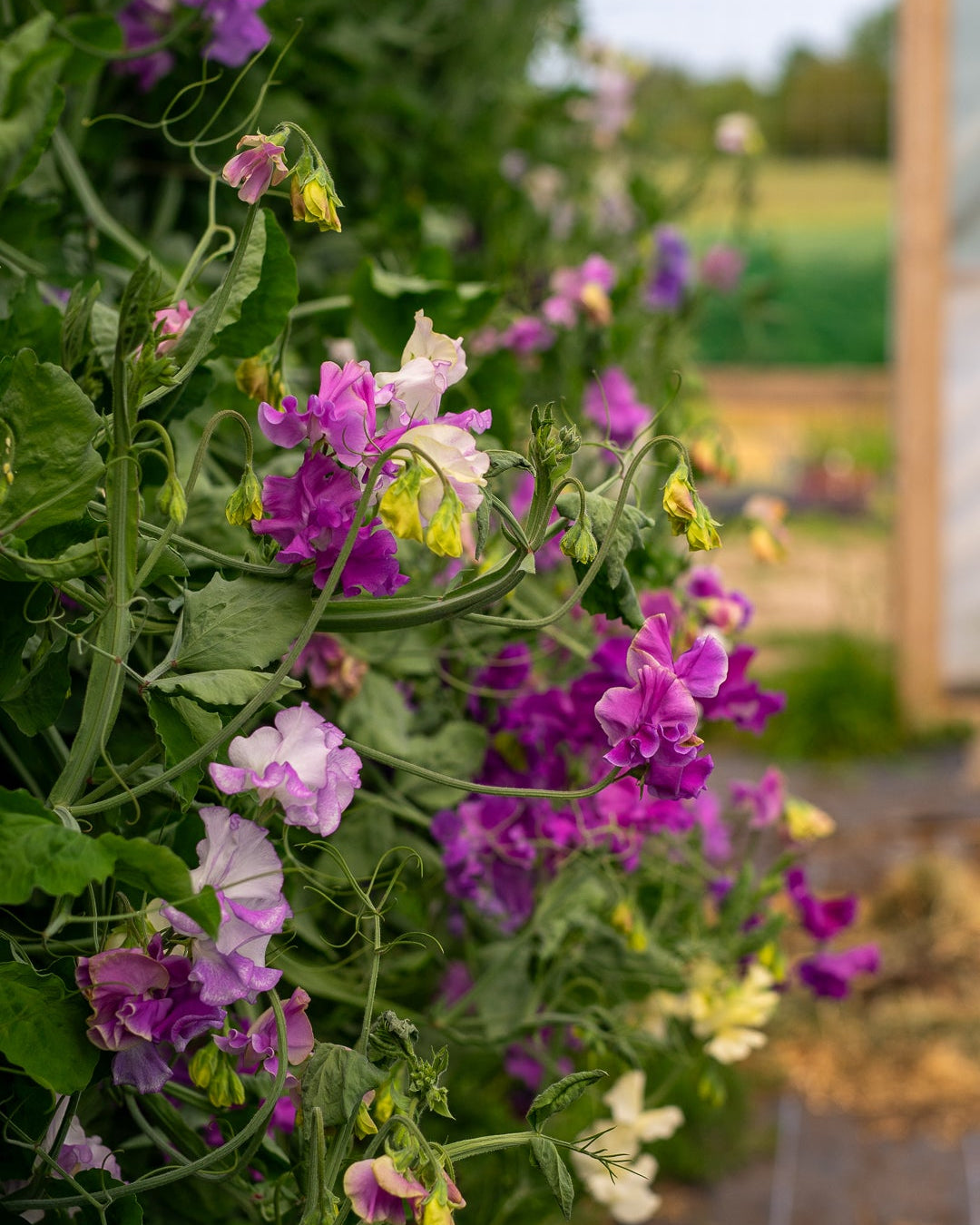 Field grown Sweet peas