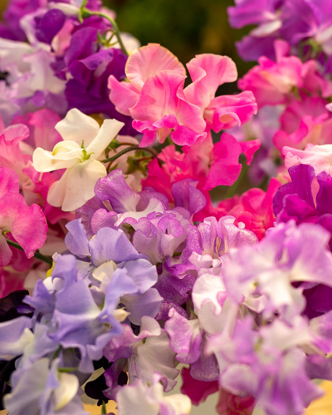 Field grown Sweet peas