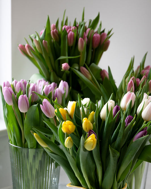 English grown Tulips