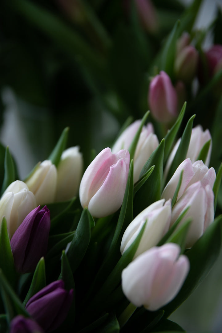 English grown Tulips