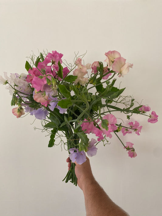 Sweet Peas - mixed