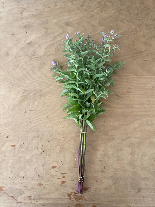 Mint - Buddleja