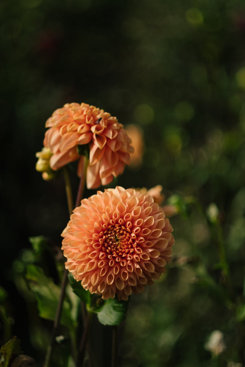 SEPTEMBER: Joy of Dahlias - Painting workshop 08/09