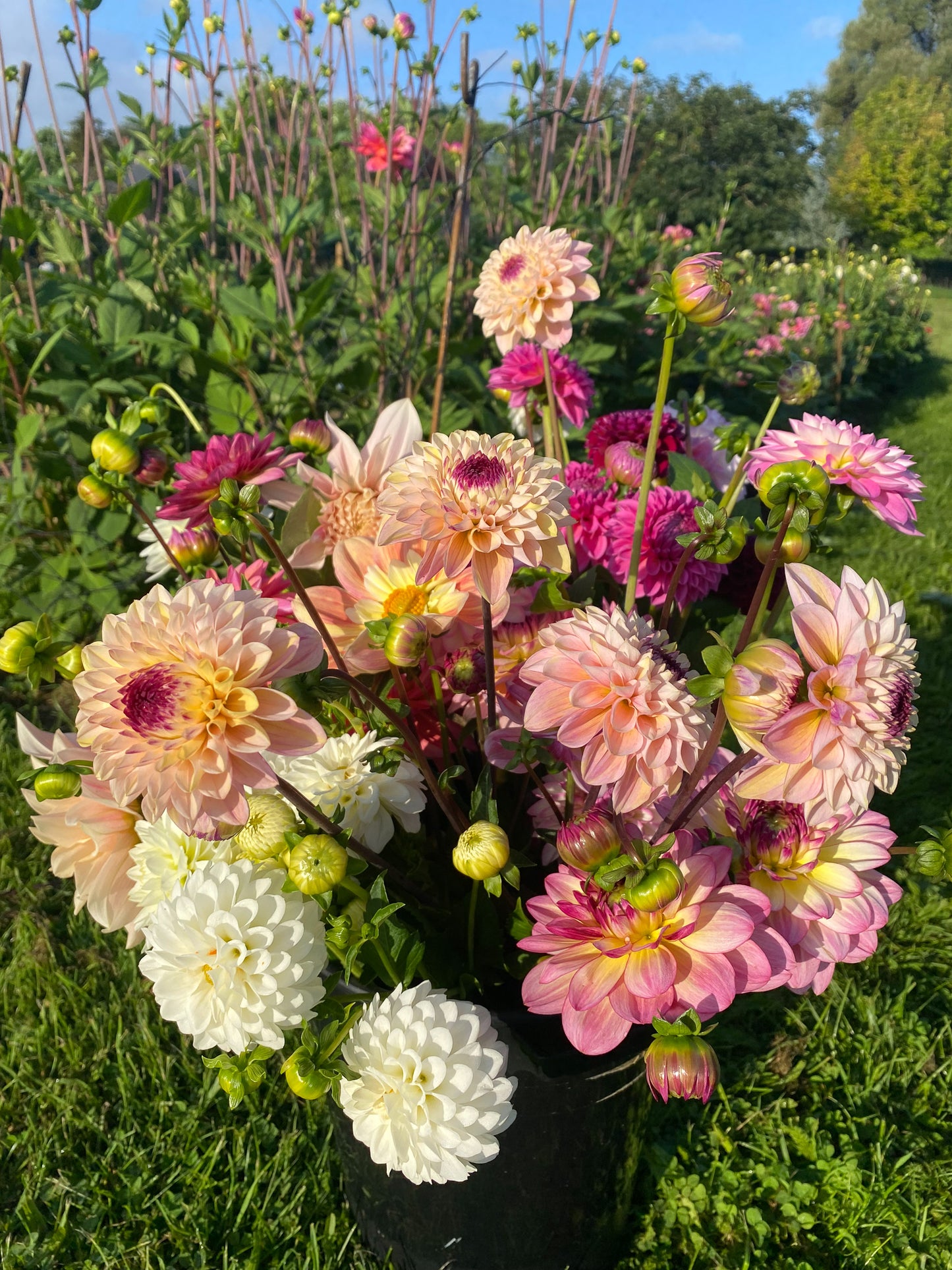 SEPTEMBER: Joy of Dahlias - Painting workshop 08/09