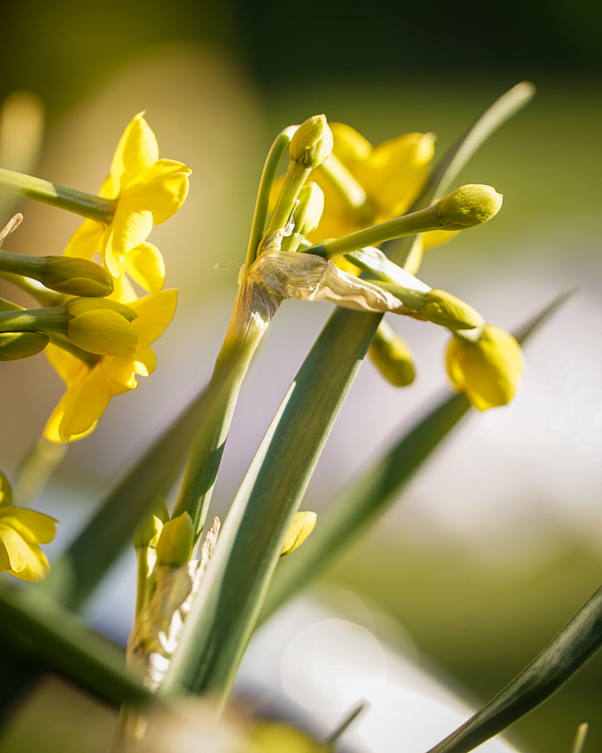 APRIL: Spring bulb Wreath workshop 16/04