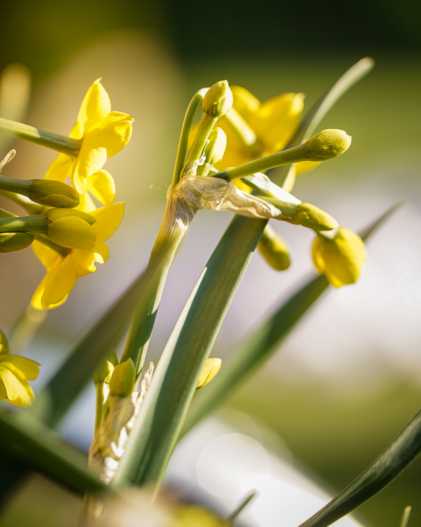 MARCH: Brunch Spring bulb Wreath workshop 23/03