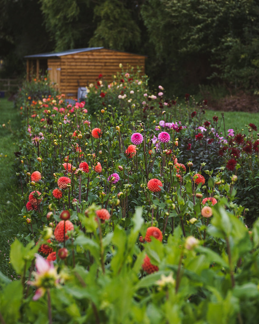 Dahlia seed, Mixed