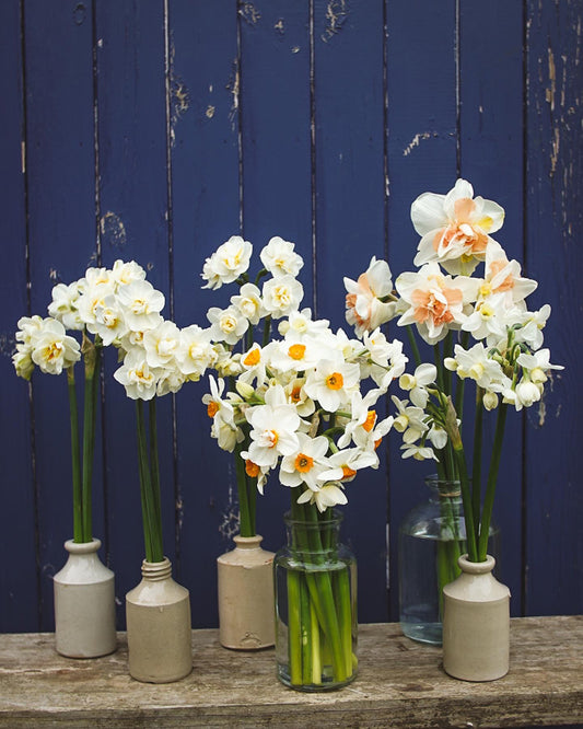 Scented Narcissi and Daffodil Selection