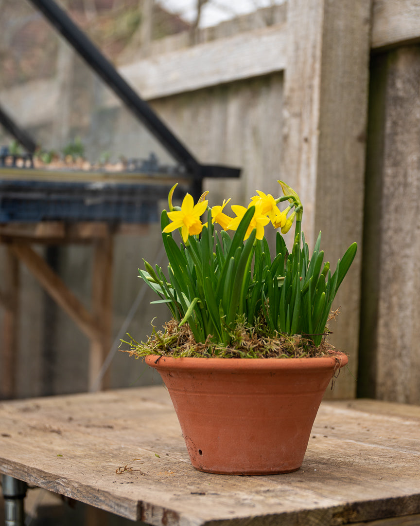 Scented Narcissi in a terracotta pot
