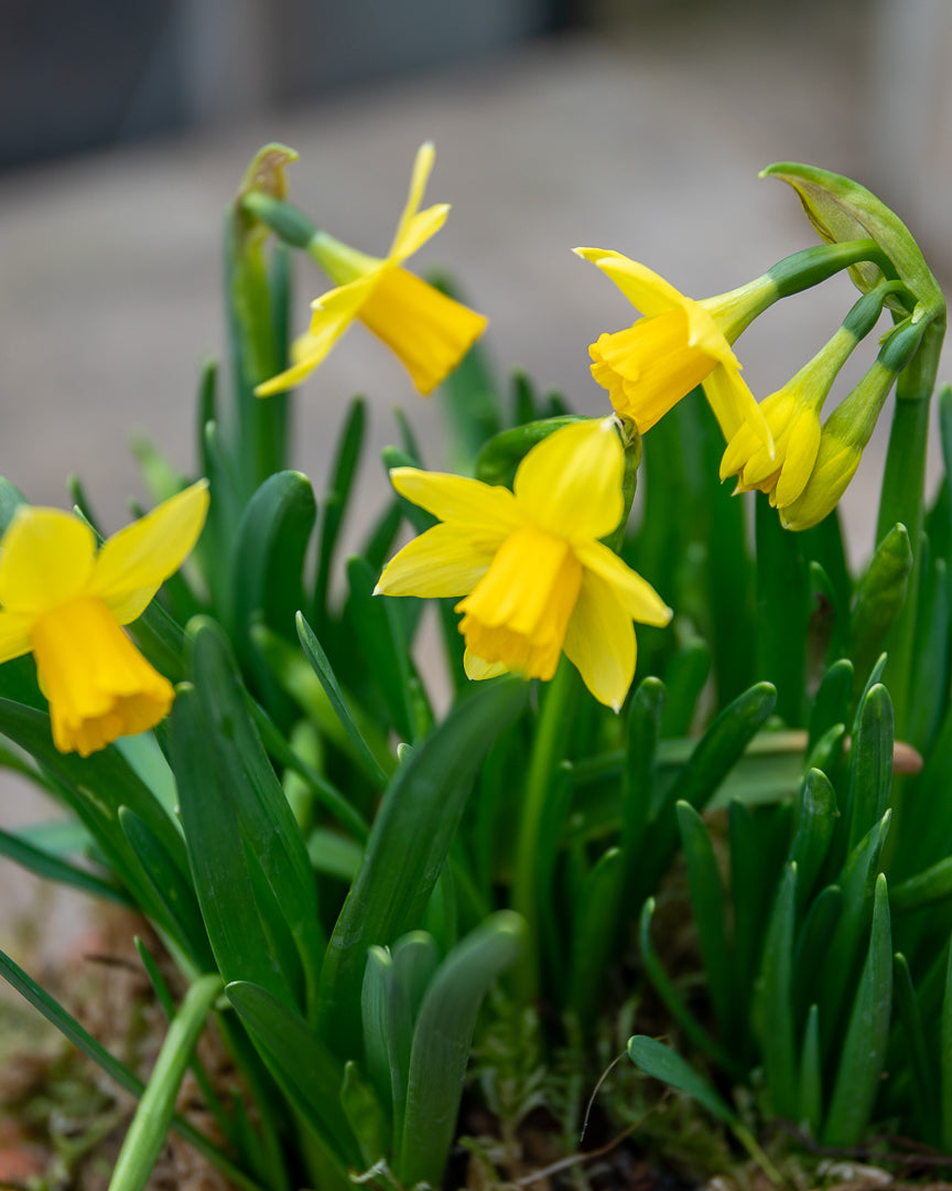 Scented Narcissi in a terracotta pot