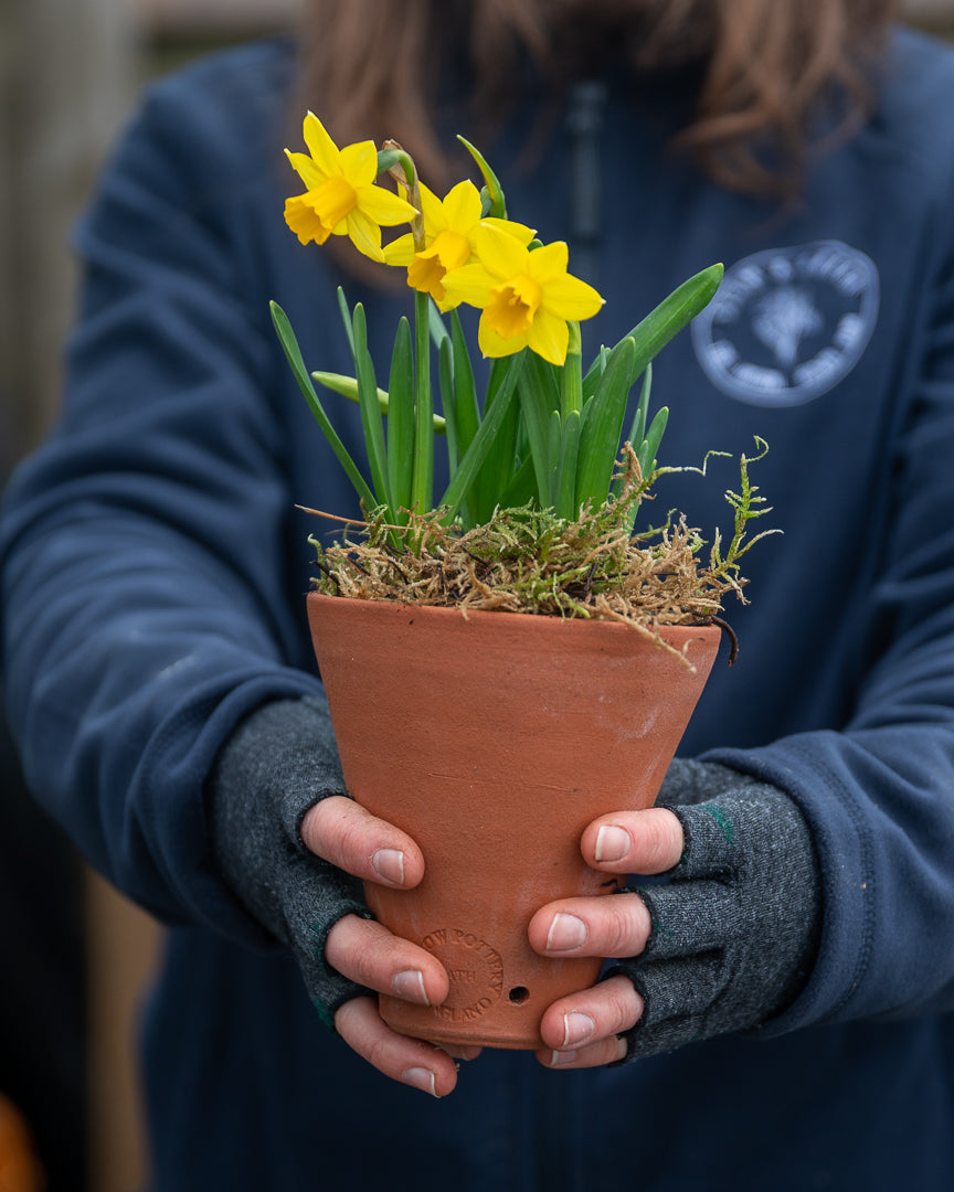 Scented Narcissi in a terracotta pot