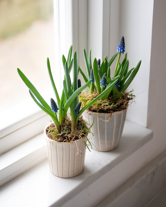 Muscari in a handmade ceramic pot