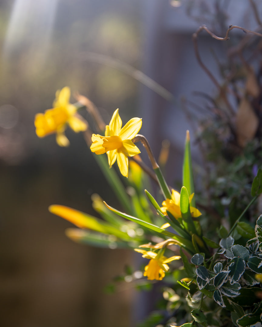 MARCH: Brunch Spring bulb Wreath workshop 23/03