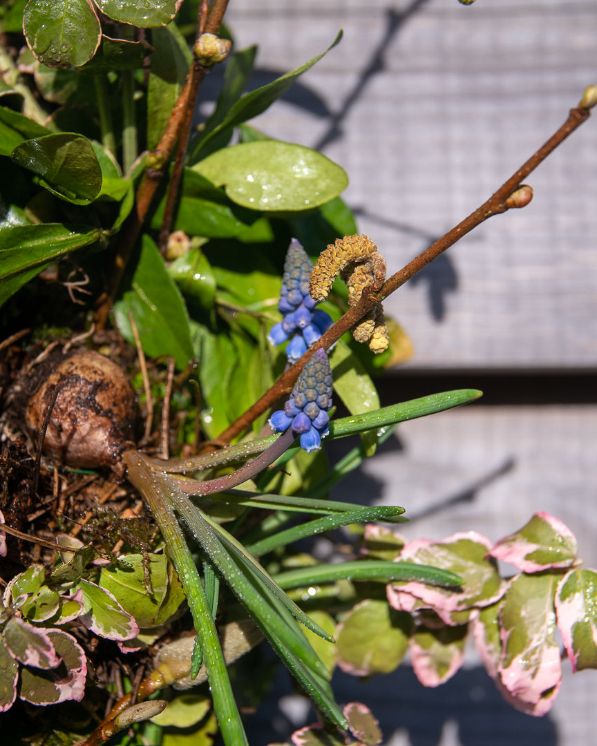 MARCH: Brunch Spring bulb Wreath workshop 23/03