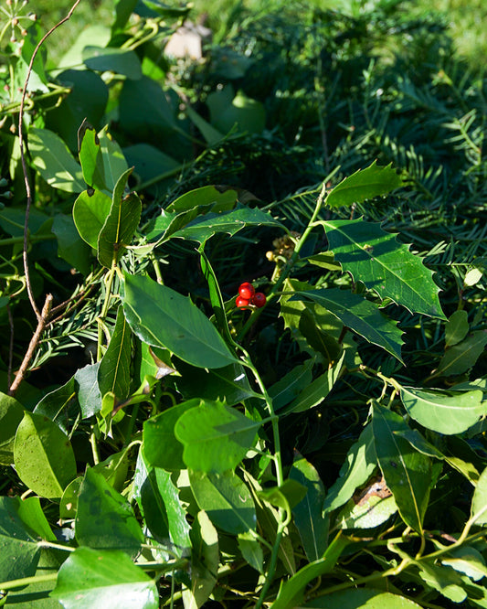 Mixed festive foliage bundle