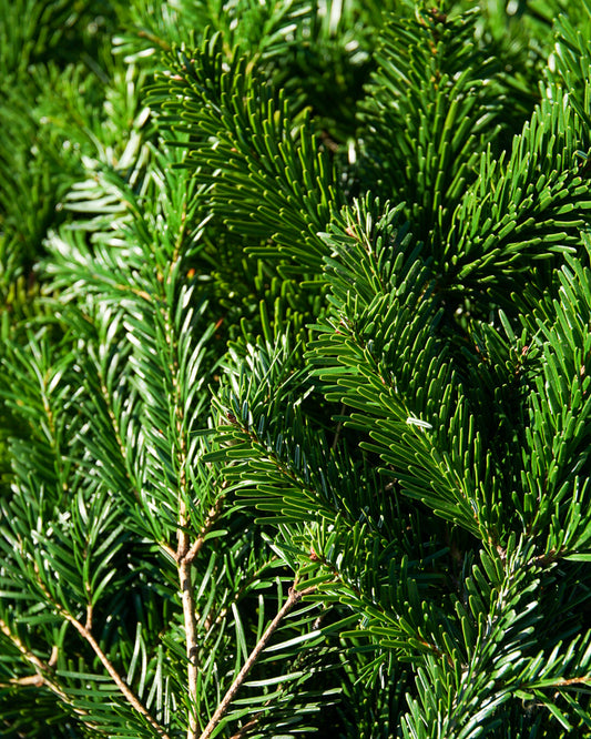 Normand Fir bundle